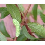 Brown Hairstreak T. betulae 50 larvae